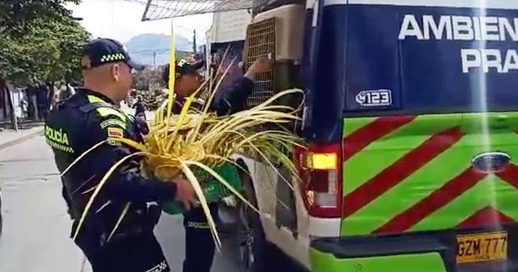 Más de 250 kilos de palma y 6 aves incautadas durante el Domingo de Ramos