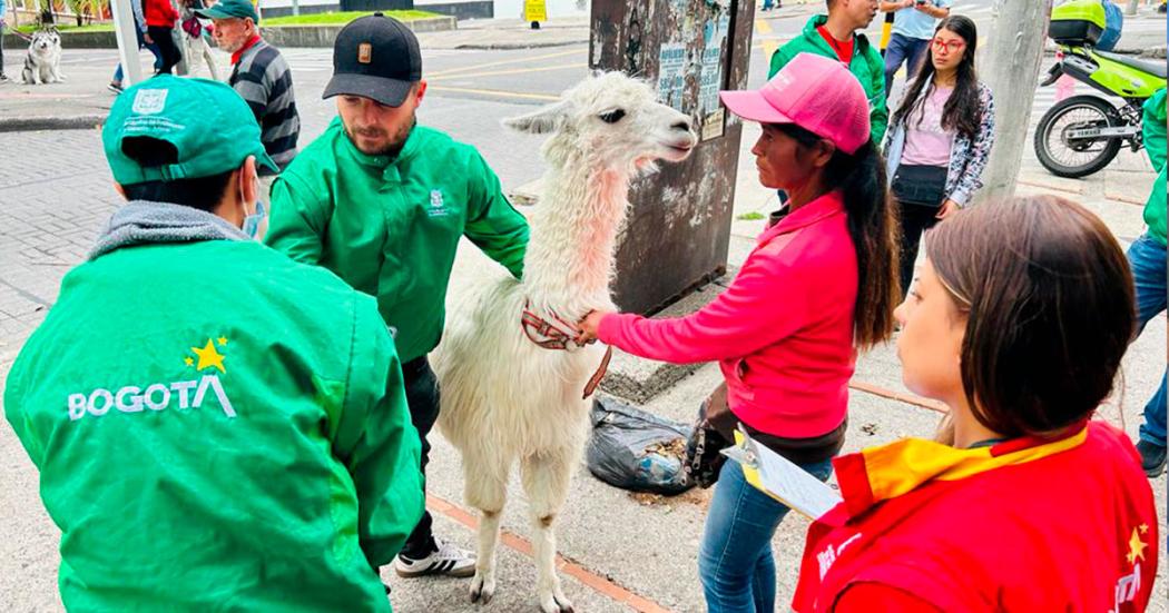 Rescate de llama