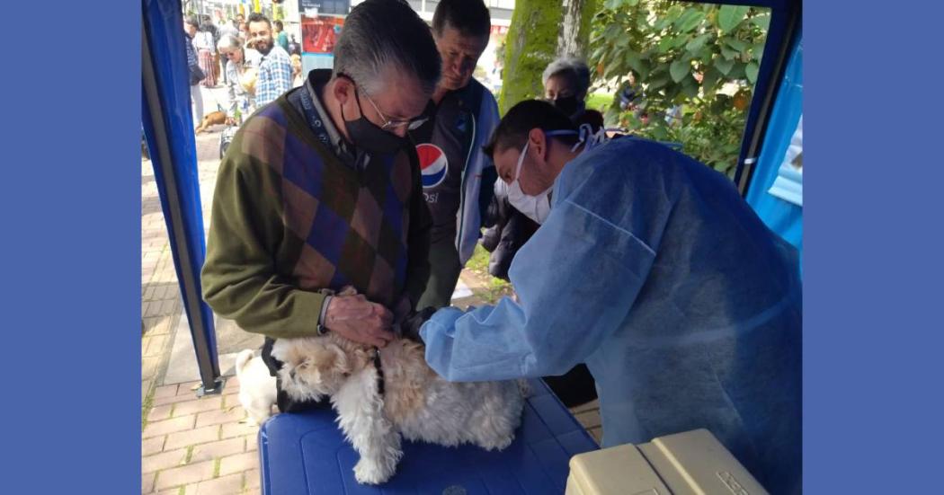 Dónde vacunar gratis contra la rabia a mi perro o gato en abril 2023 