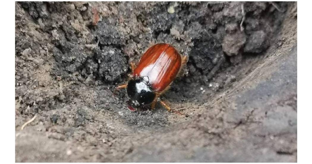 Características de la especie nativa de Bogotá, cucarrón de mayo 