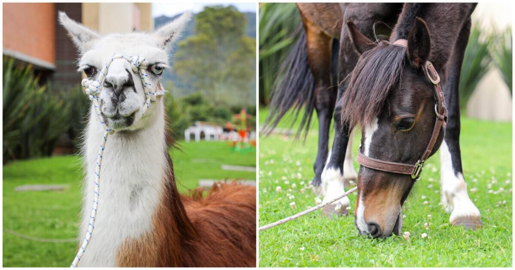 Una llama y yegua fueron rescatados de maltrato y adoptados en Bogotá