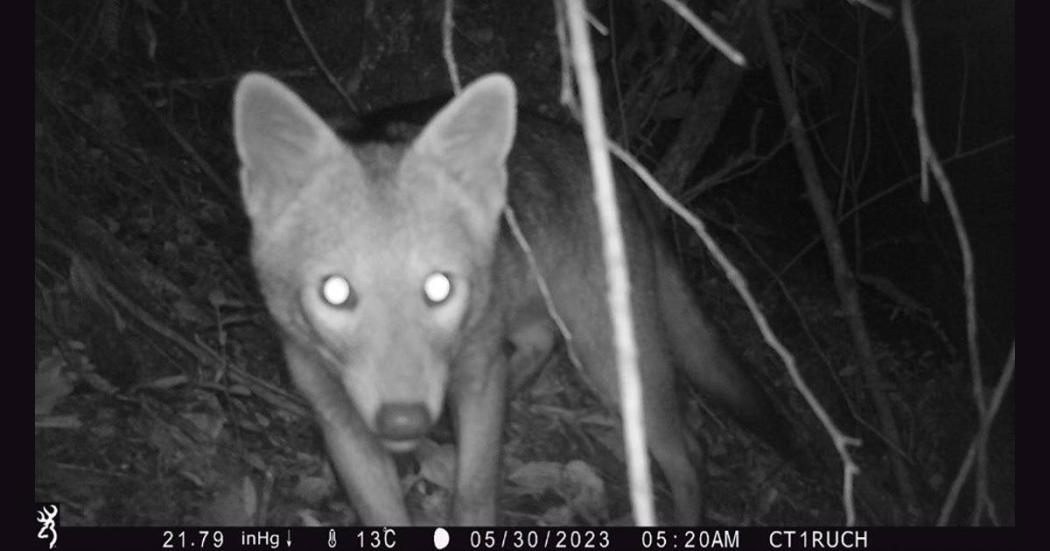 Se identificaron 9 especies de fauna silvestre en Cerros Orientales 