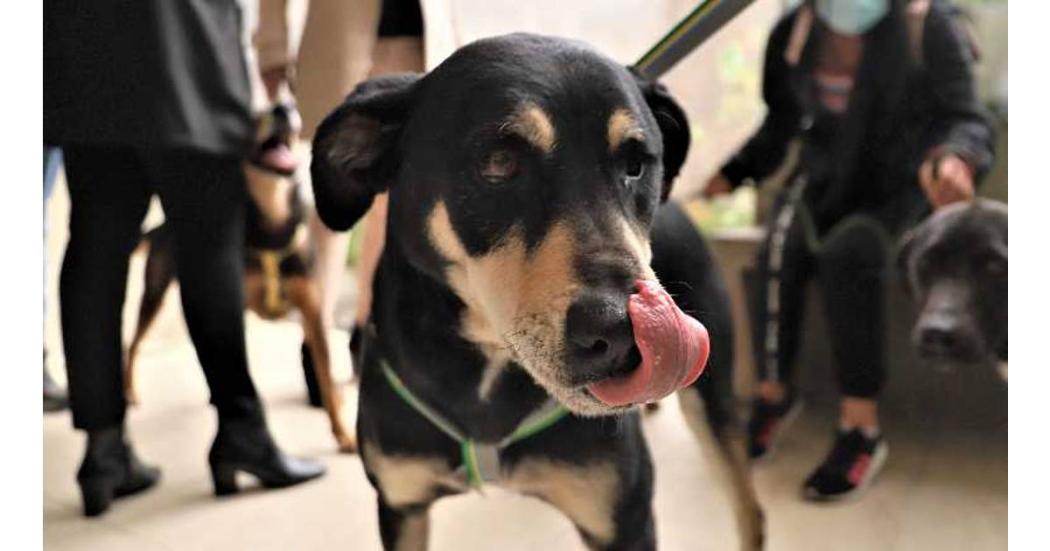 Inicia III Congreso de derecho de los animales en Bogotá, programación