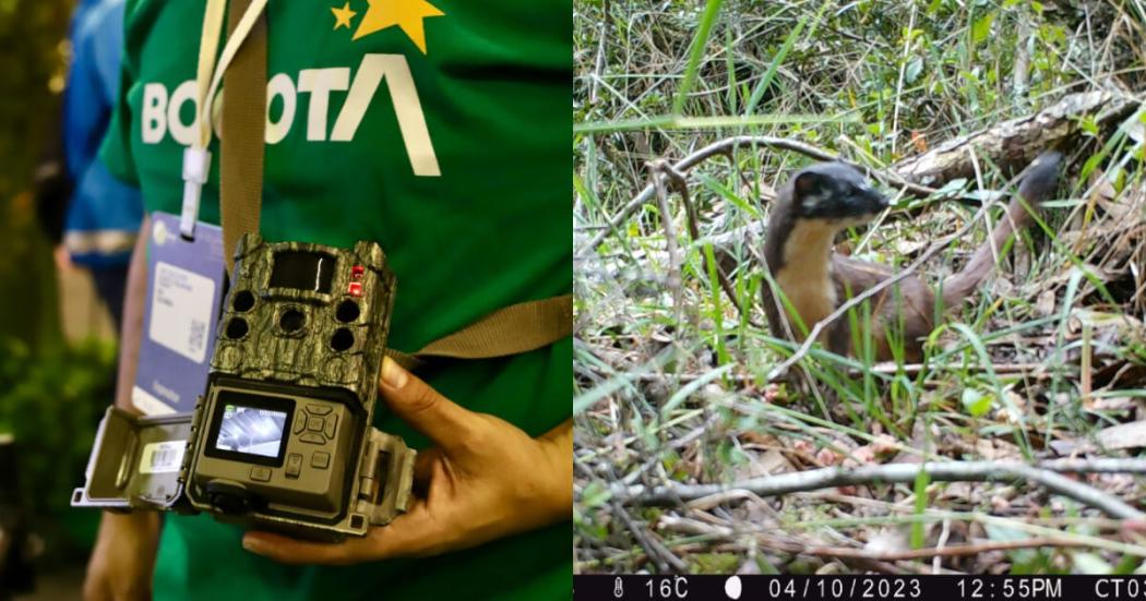 Ambiente presentó red de monitoreo de fauna y de predicción climática 