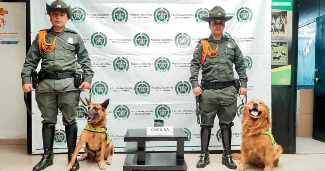 Perros policías descubrieron más de 200 g de droga en el aeropuerto