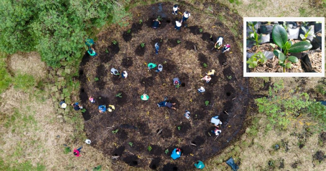 ¿Sabías que el vivero Las Mercedes tiene una 'guardería' de especies nativas?