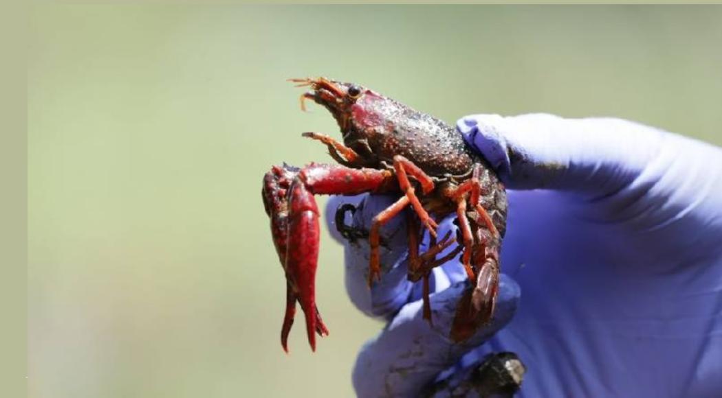 Distrito publica cartilla para manejo y control de langostilla de río 