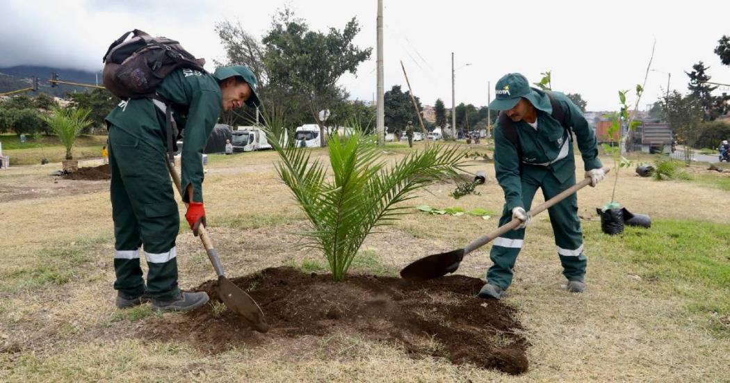 Más de 300 árboles se plantaron en corredor vial La Aurora en Usme 