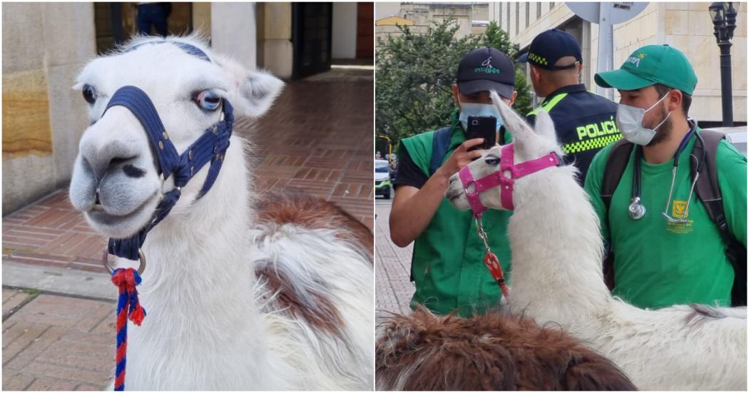 Distrito continúa rescate de llamas silvestres en Plaza de Bolívar