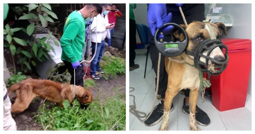 Rescatan en Usaquén Sultán y Titanic perros que eran maltratados