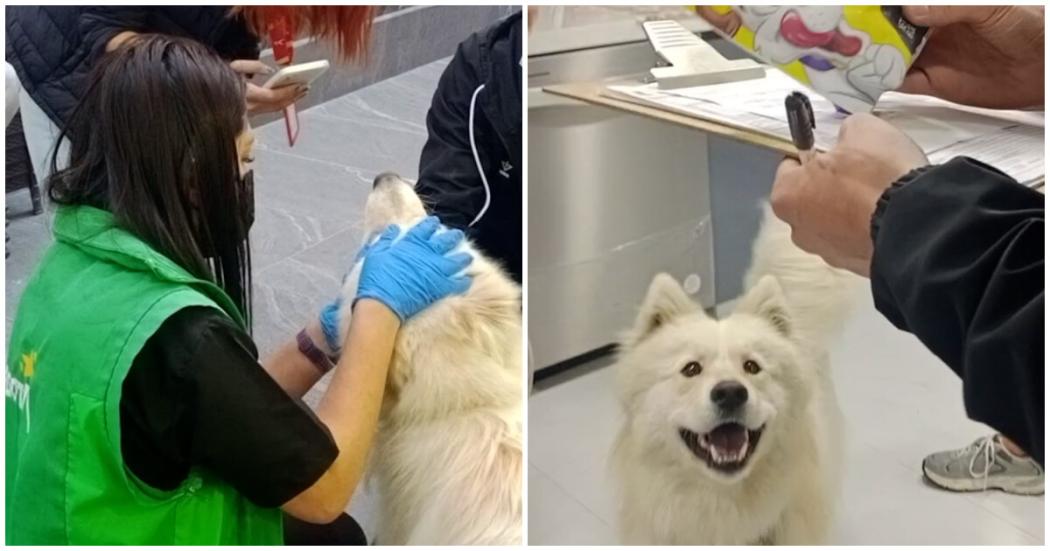 Perro raza samoyedo siendo atendido