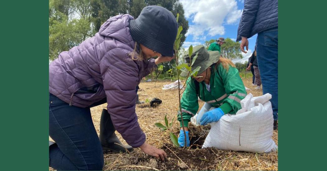 Plantación de 485 árboles en el humedal Capellanía en Fontibón Bogotá 