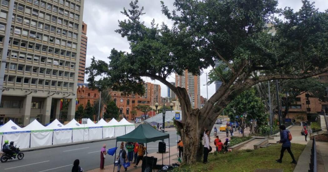 Caucho sabanero frente al Museo Nacional