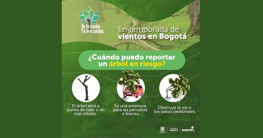 ¿Cómo reportar un árbol en riesgo de caída en temporada de vientos? 