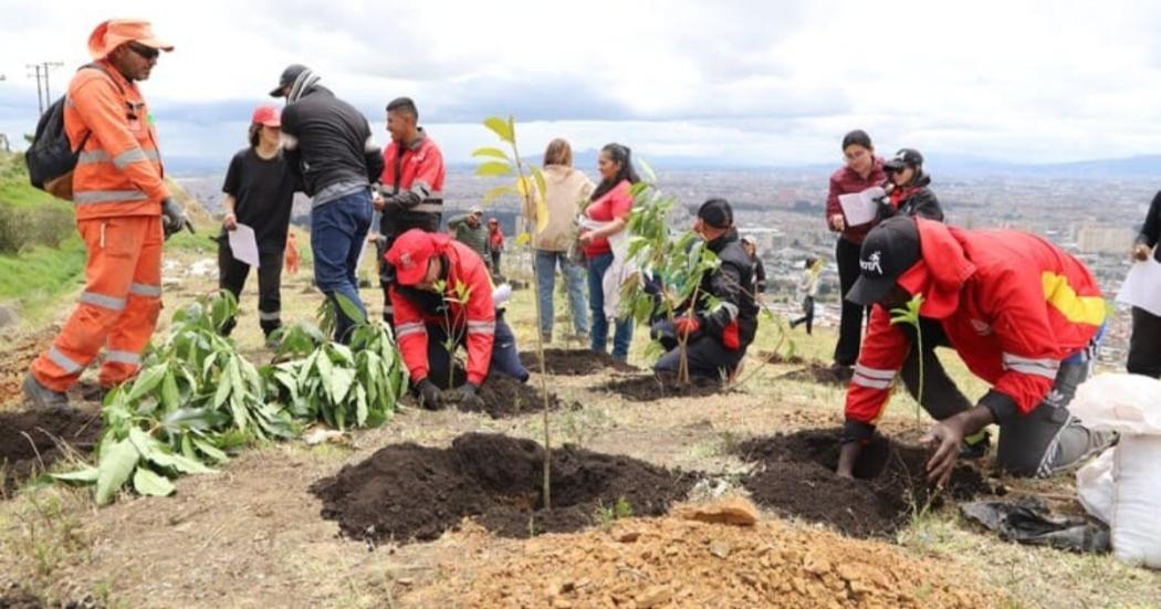 plantando arboles