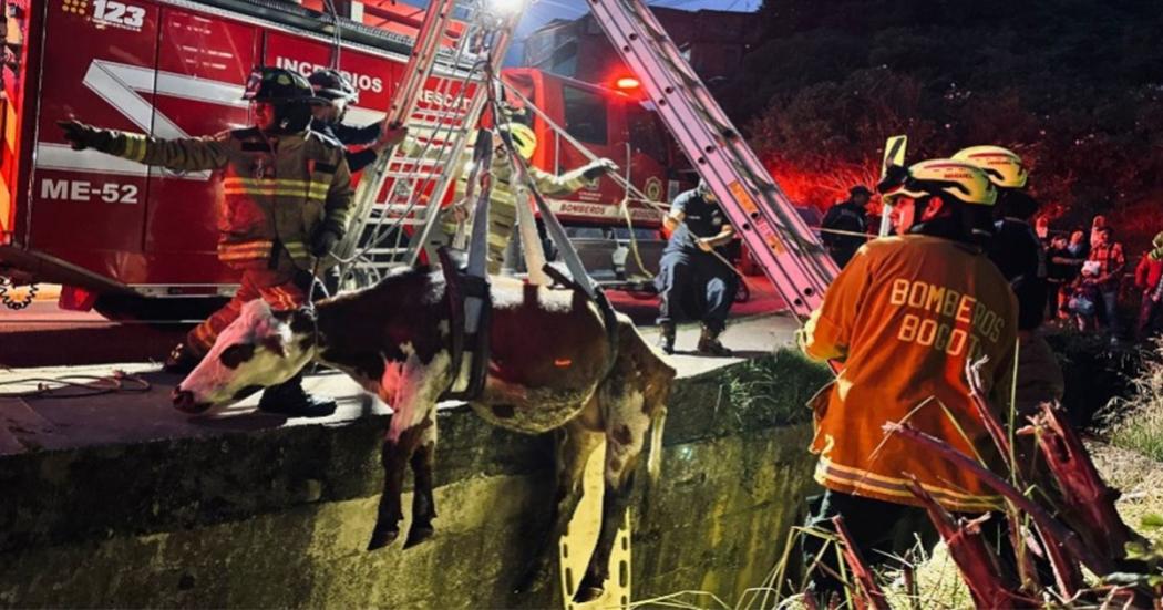 ¡Bomberos rescató a María! Semoviente que cayó en canal de aguas residuales