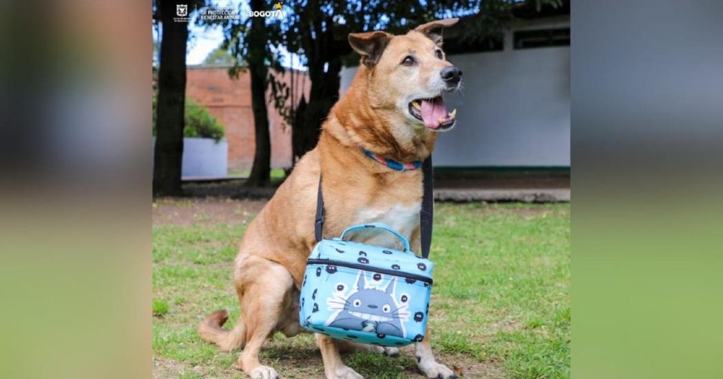 Killer tiene la maleta lista para irse a su nueva casa ¡Entérate cómo adoptarlo!