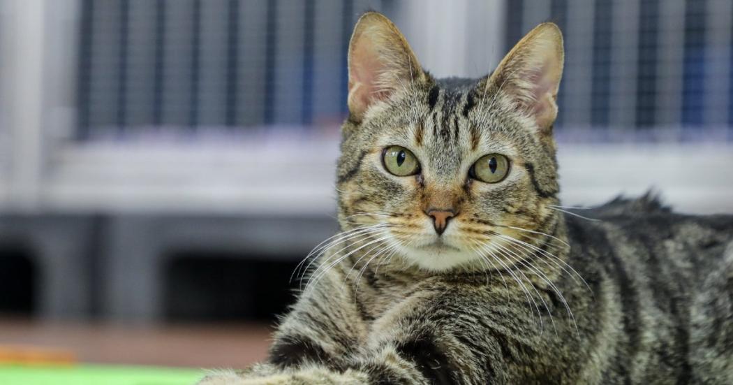 Cómo adoptar a Lulú y otros gatos en Bogotá