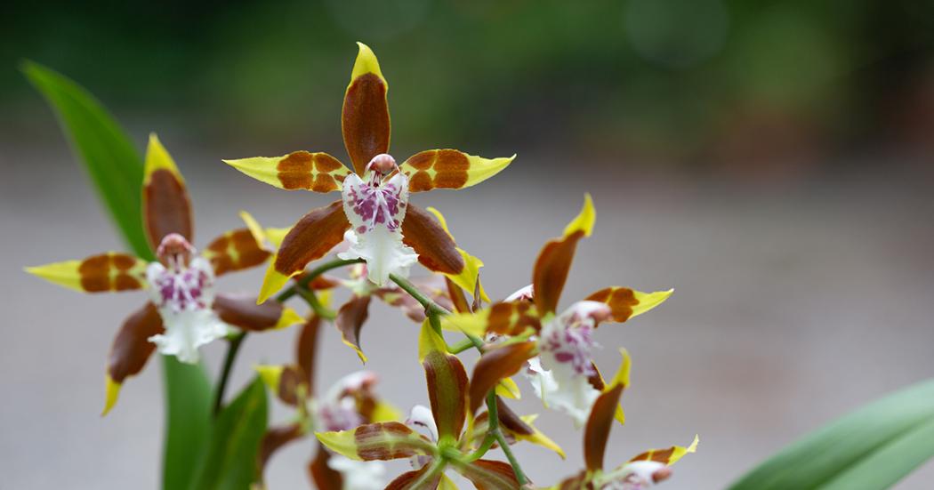 Odontoglossum sp