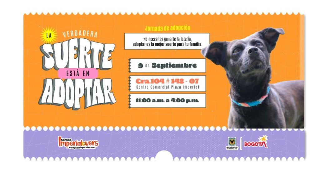 Gran jornada de adopciones de perros y gatos: 9 de septiembre de 2023