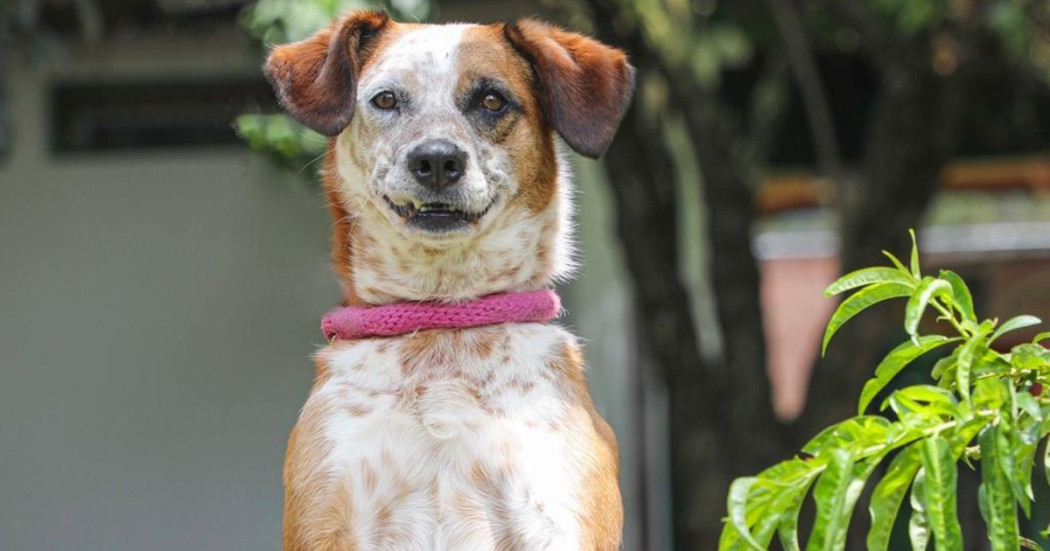 Gran jornada de adopción de perros y gatos en el Jardín Botánico ¡Octubre 28!