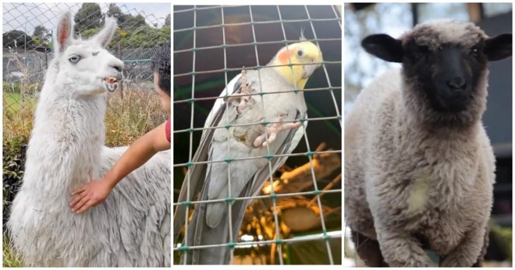 Día del animal de granja: así puedes ser un hogar de paso para uno de ellos