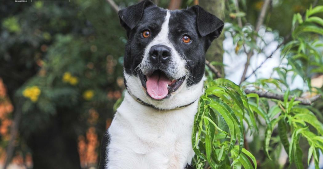 ¡Cubio está buscando un hogar en Bogotá! Así puedes adoptarlo en la UCA 🐾🏠