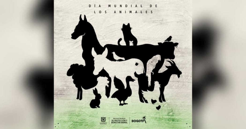 ¿Por qué el 4 de octubre se conmemora el Día Internacional de los Animales?