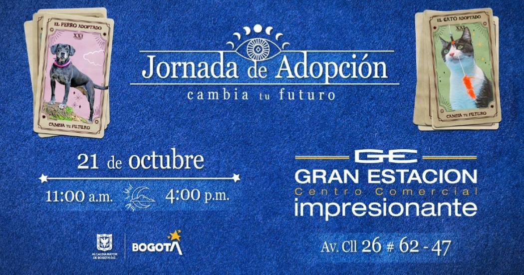 Gran jornada de adopción de perros y gatos este 21 de octubre ¡Dales un hogar!