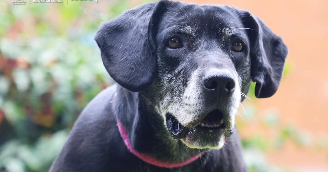 Negra lleva 427 días buscando un hogar para toda la vida ¡Adóptala en la UCA 🐶!