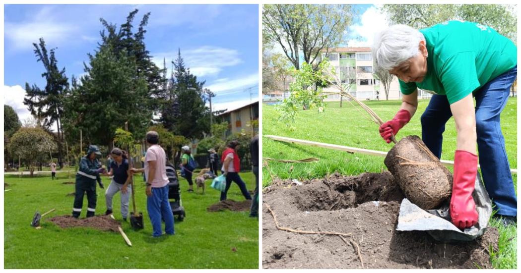 Mujeres Reverdecen plantaron 128 árboles Bosque Urbano en Santa Helena