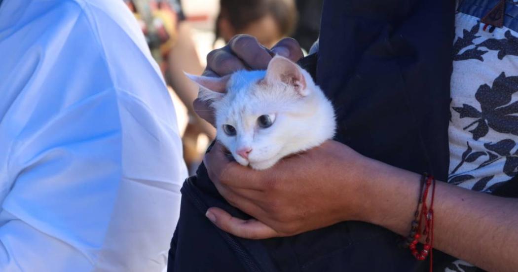 Vacunación contra la rabia: requisitos para llevar a perros y gatos 