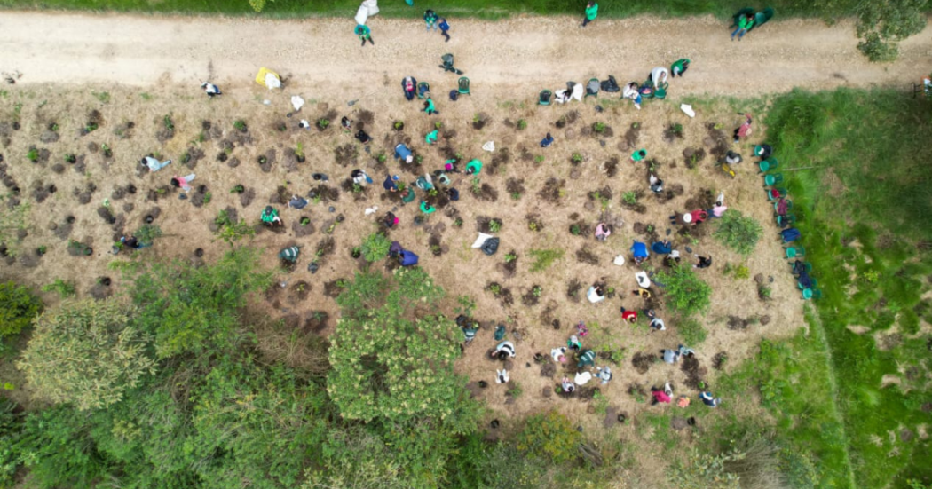 Adultos, jóvenes, niñas y niños plantaron más de 100 árboles. 