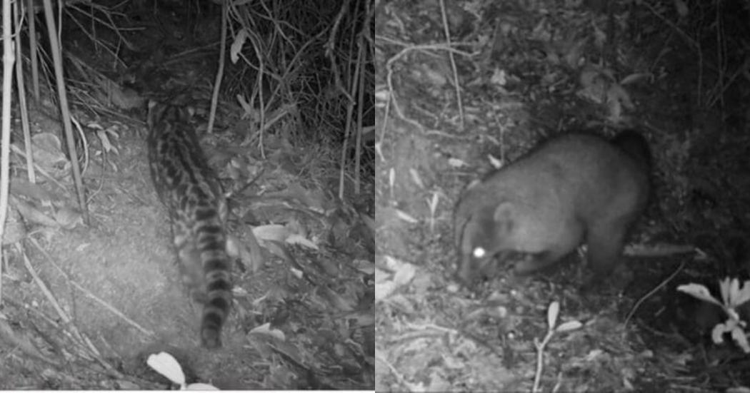 Cámaras captan un tigrillo y más especies en los Cerros Orientales 