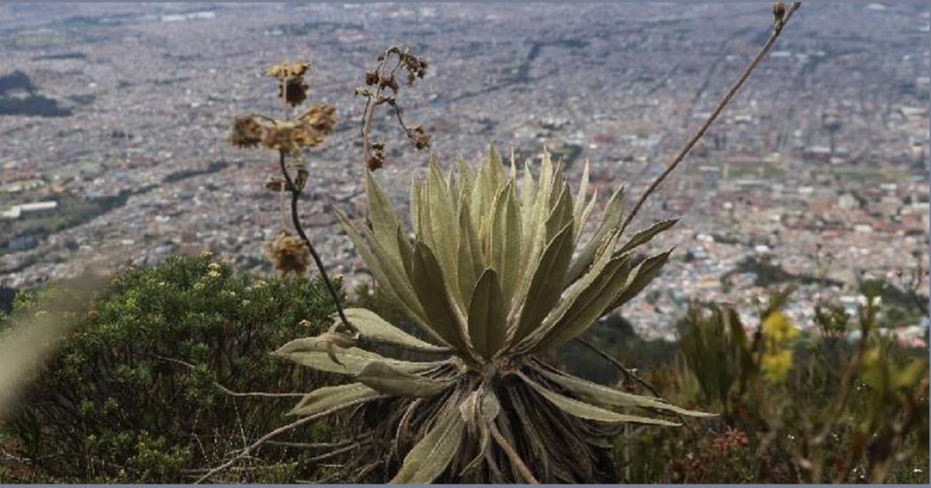 Programación de los Caminos de los Cerros para diciembre y año nuevo