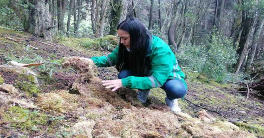 Distrito recuperó más de 20 kilogramos de musgo y dos aves silvestres