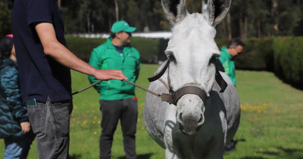 Kaliope, la burra rescatada que ahora tiene un hogar en la U. Antonio Nariño