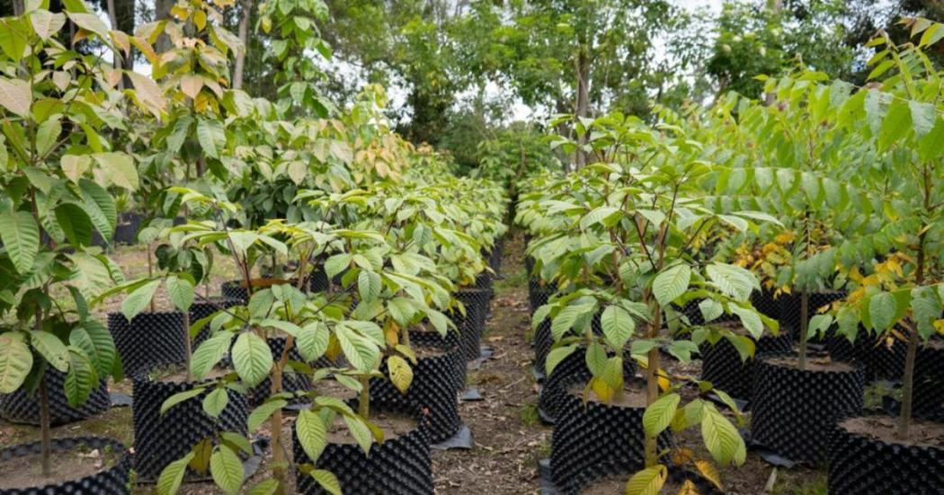 IDU y Jardín Botánico alistan arbolado del Corredor Verde Séptima