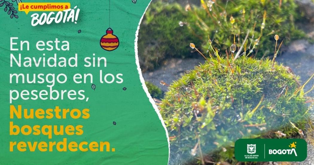 Esta navidad sin musgo en los pesebres, Nuestros bosques reverdecen.