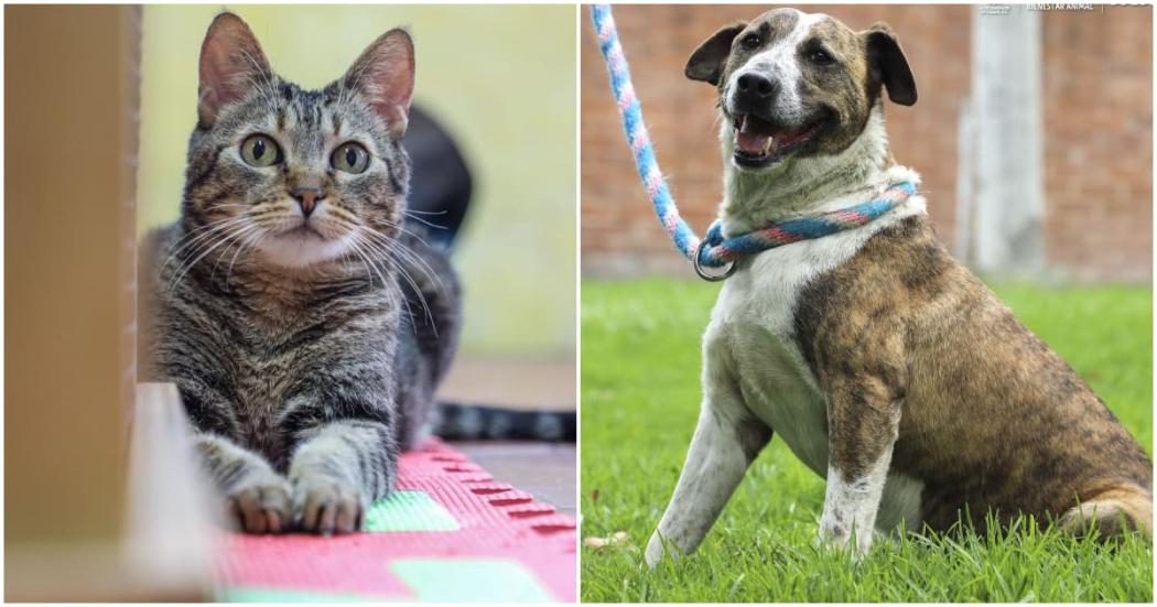 Protege a tus perros y gatos ante el incendio forestal en los Cerros Orientales