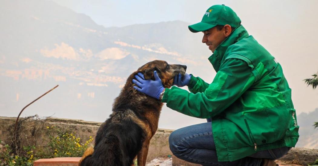 74 animales domésticos atendidos en las zonas afectadas por incendios forestales