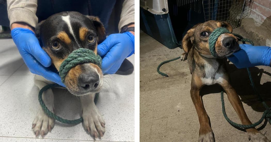 Autoridades lograron encontrar a dos perritas ¡Madres de cachorros rescatados!