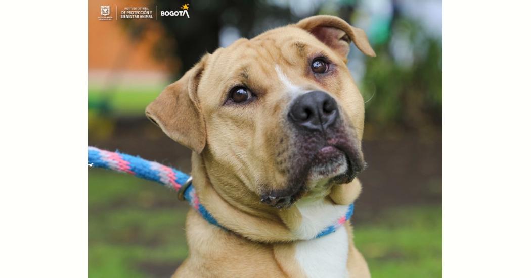 Banner, uno de los perros que están en adopción en la UCA de Bogotá