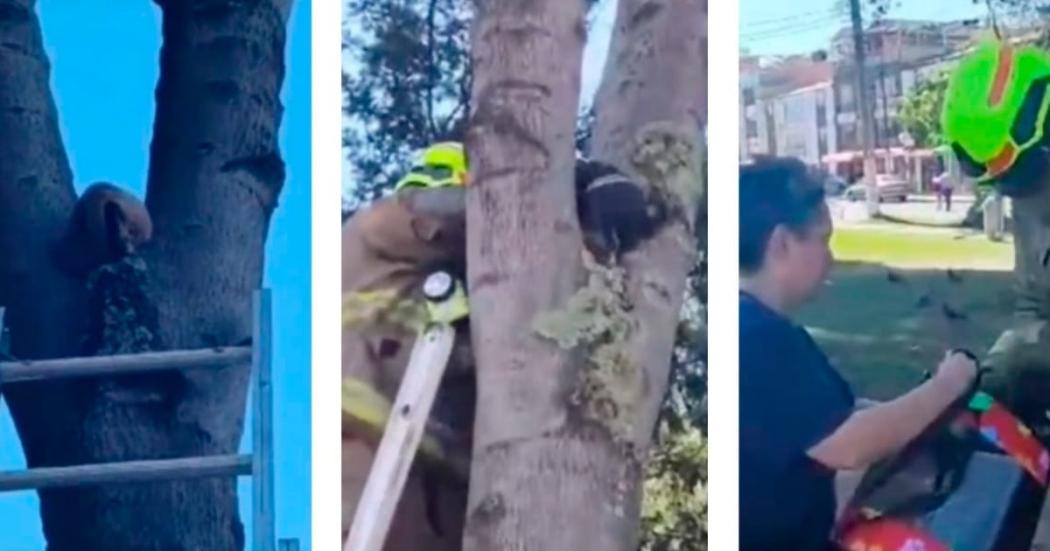 Bomberos rescata a un gato que estaba atrapado en un árbol en Engativá 