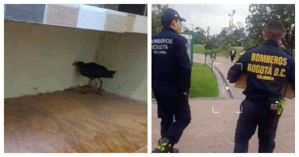 Bomberos rescataron una tingua que atrapada en una vivienda de Kennedy