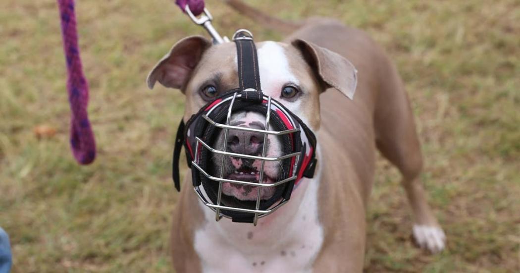 ¿Tu perro es de raza de manejo especial? Regístralo aquí y evita sanciones