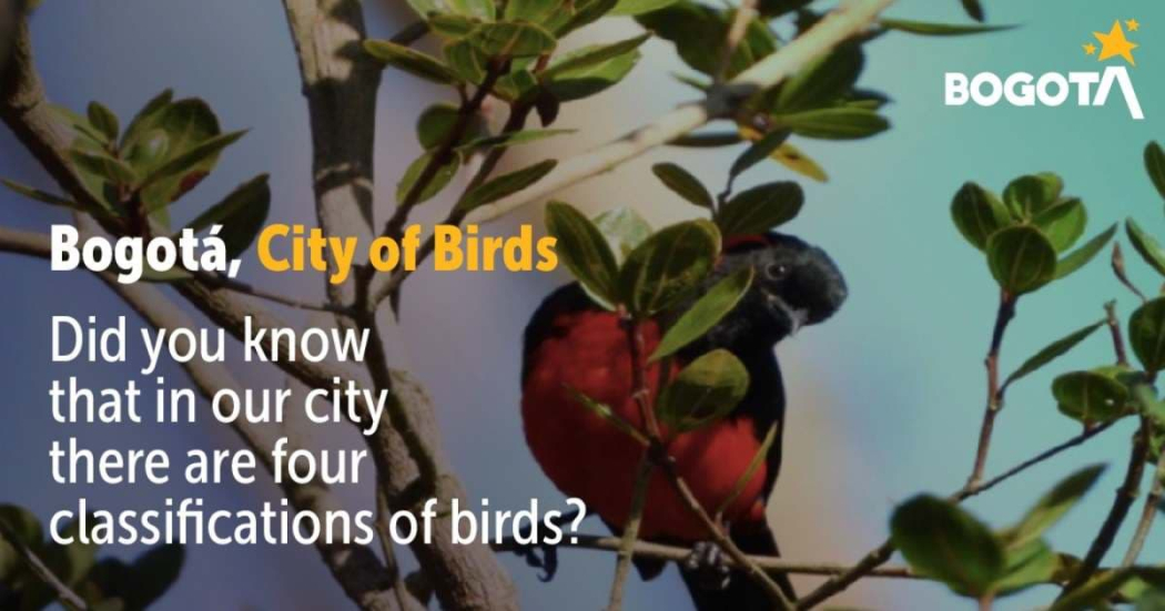 Bird-Watching Enthusiast? Check Out Bogotá's Birding Guide👇