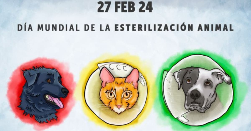 El distrito realizará 60 cirugías a perros y gatos vulnerables