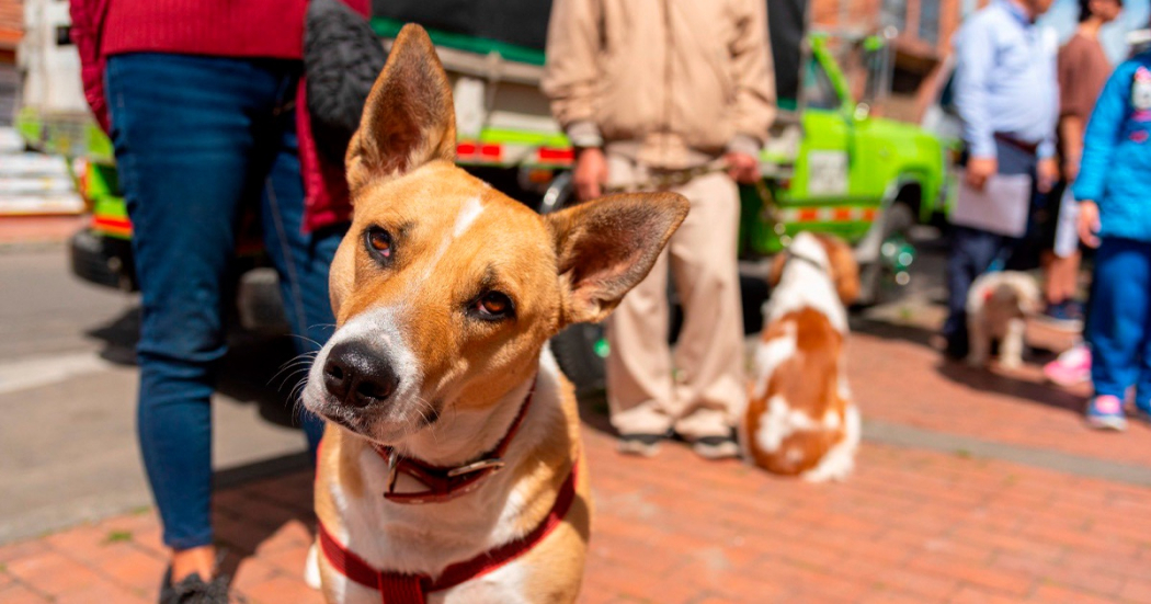 El 14 de febrero hay jornada de esterilización para perros y gatos en Usme