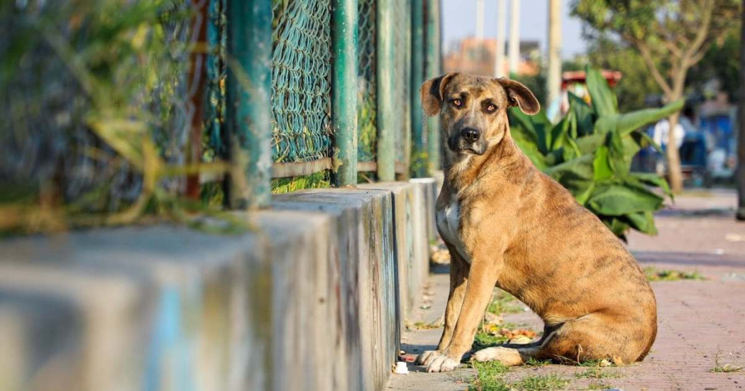 ¿Cómo denunciar un caso de maltrato animal en Bogotá? Aquí te explicamos